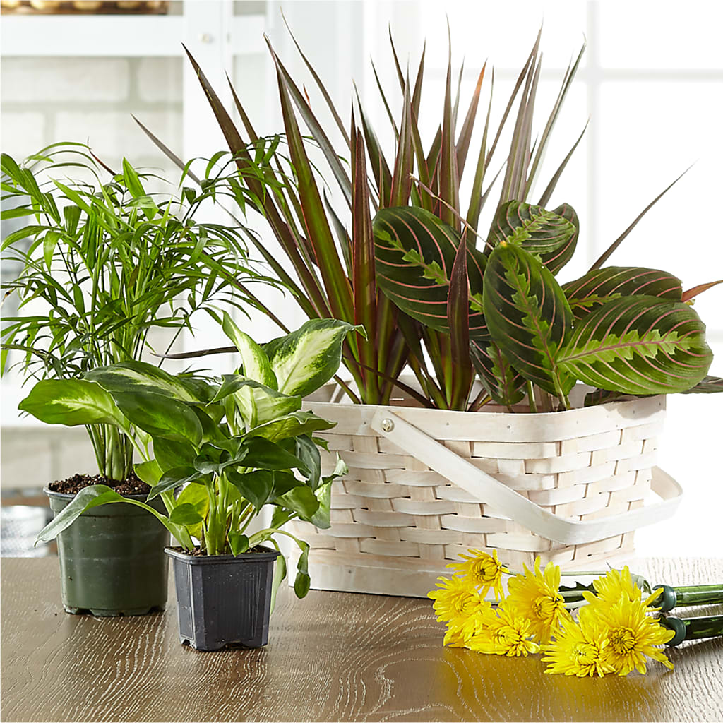 Florist Designed Blooming and Green Plants in a Basket – FLOWERS & FAIRYTALES, Pittsburgh PA
