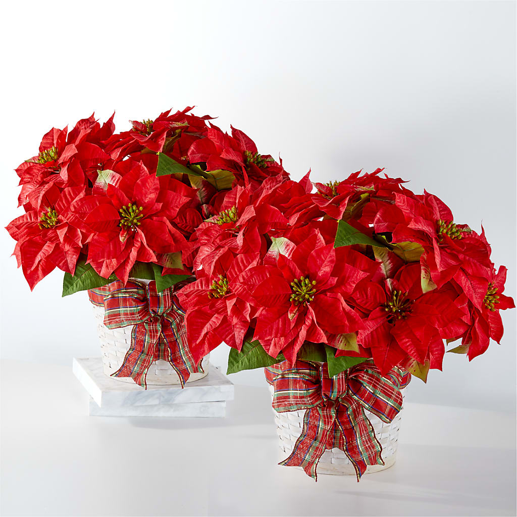 Happiest Holidays Poinsettia Bundle – FLOWERS & FAIRYTALES, Pittsburgh PA