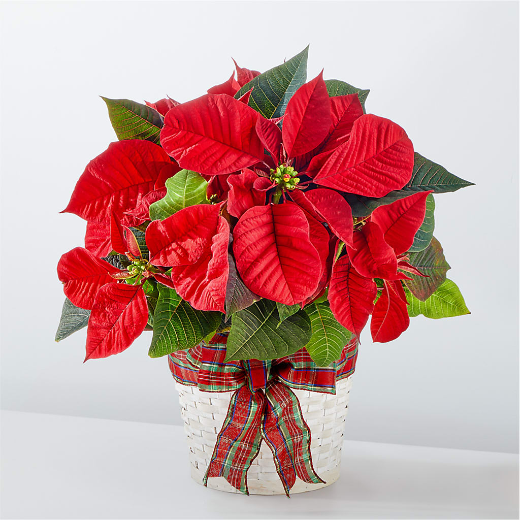 Happiest Holidays Poinsettia – FLOWERS & FAIRYTALES, Pittsburgh PA