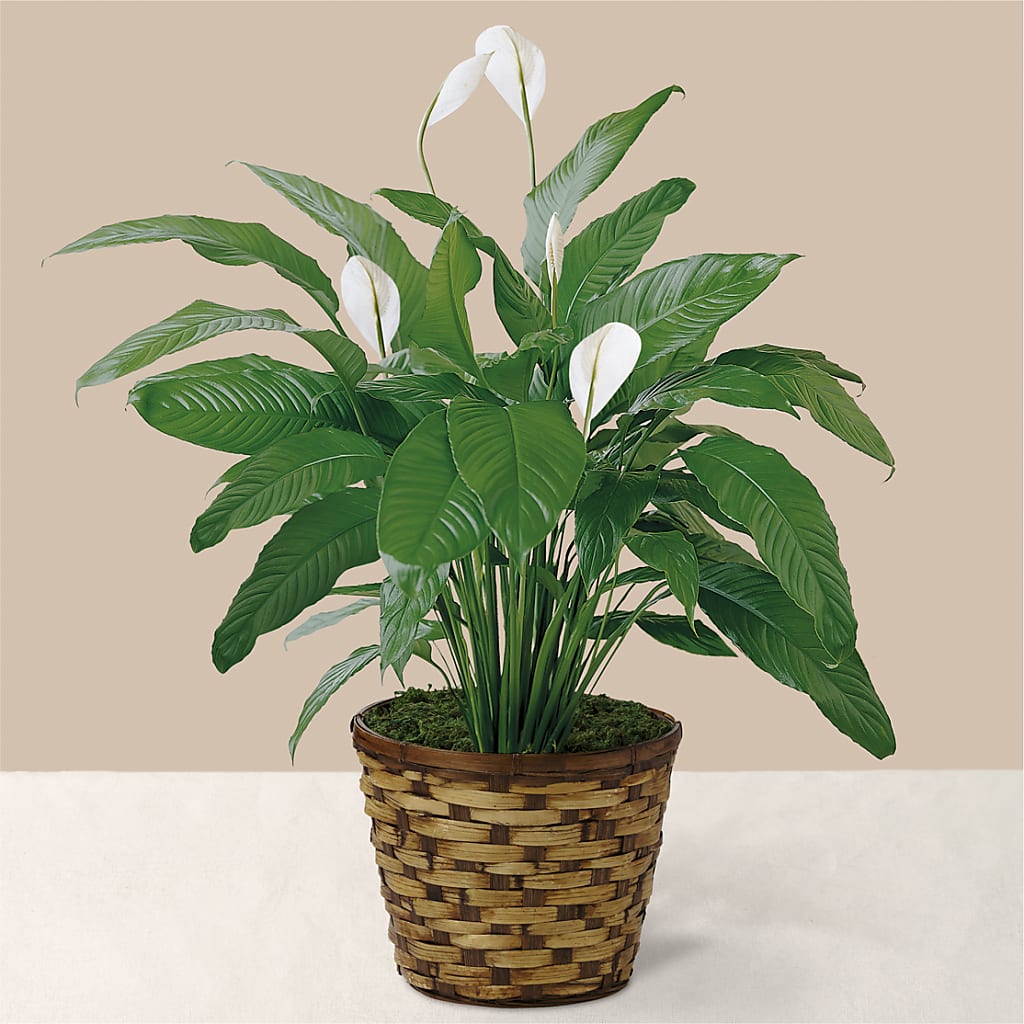 Tranquil Moments Peace Lily Plant – FLOWERS & FAIRYTALES, Pittsburgh PA
