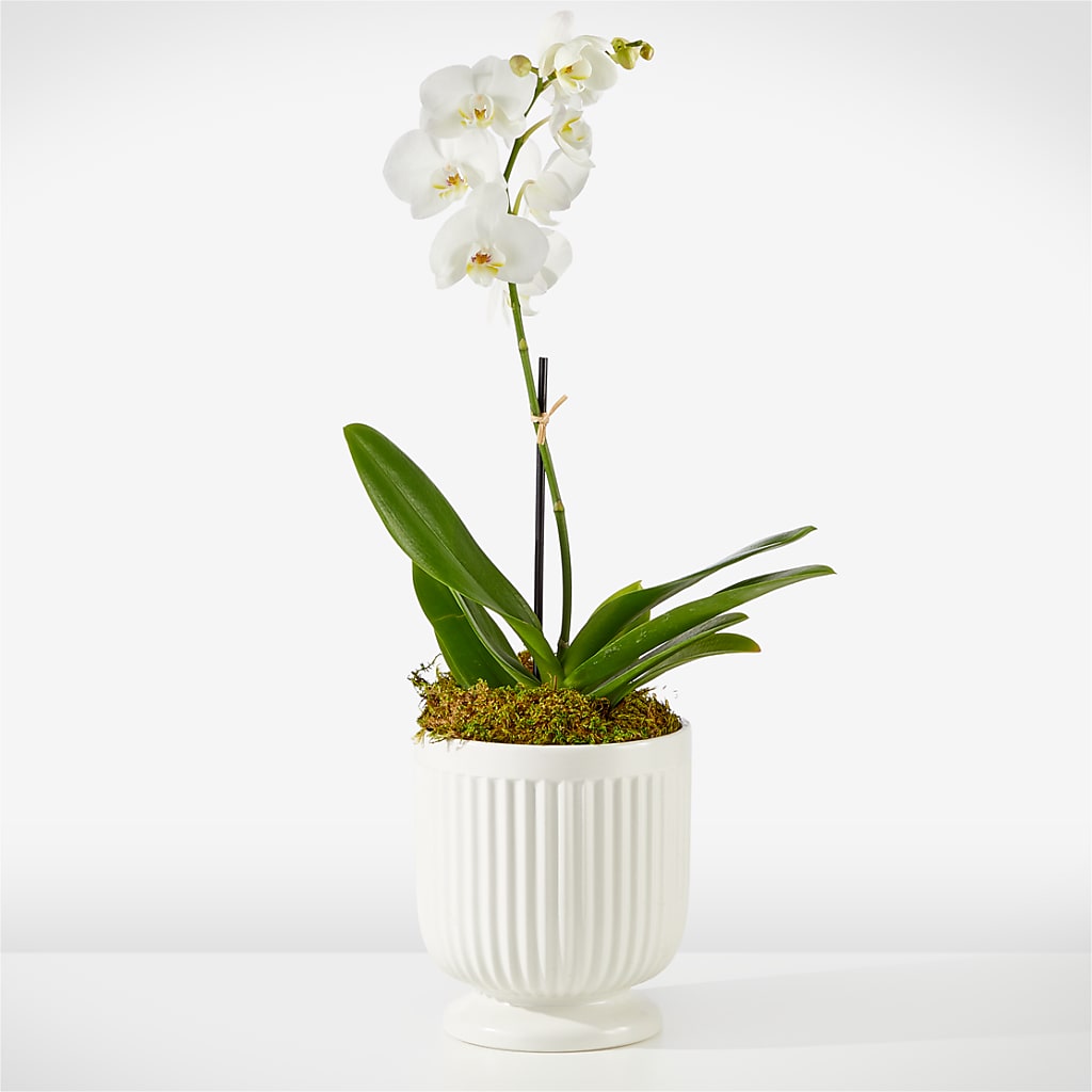 Whispering White Orchid – FLOWERS & FAIRYTALES, Pittsburgh PA