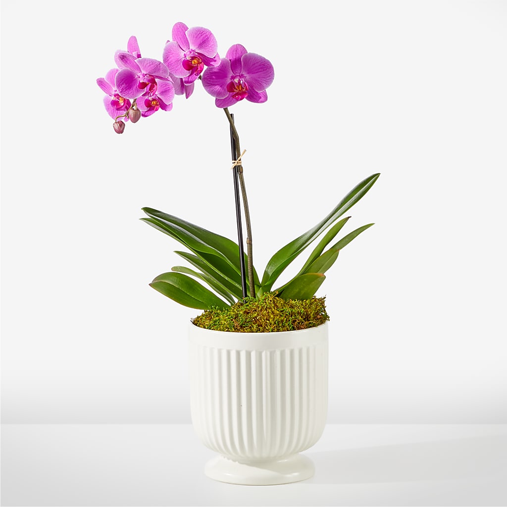 Friendly Fuchsia Orchid – FLOWERS & FAIRYTALES, Pittsburgh PA