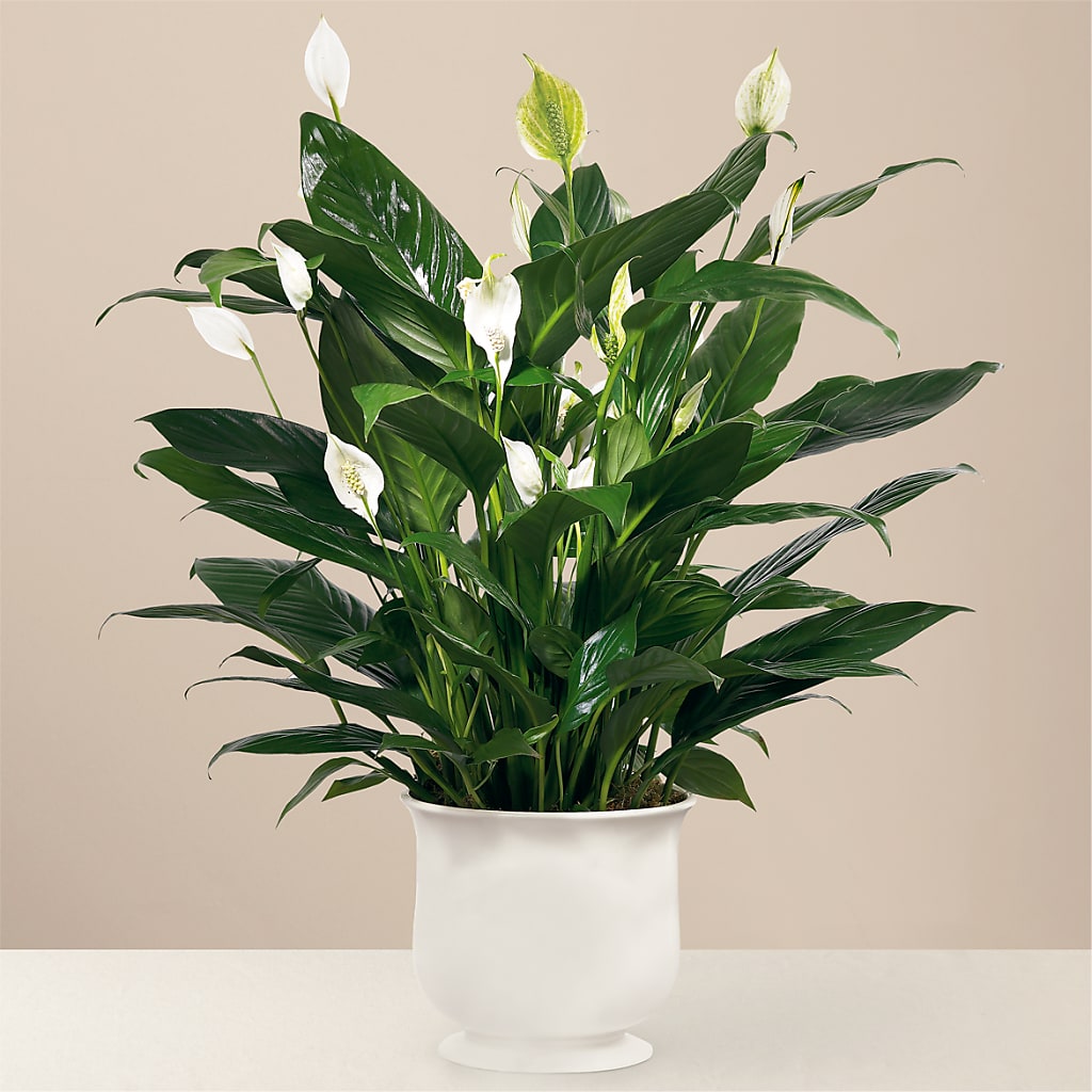 Comfort Planter – FLOWERS & FAIRYTALES, Pittsburgh PA