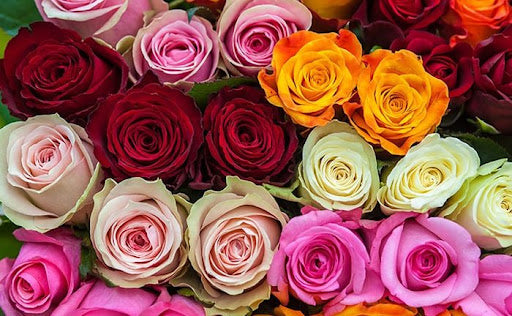 Fairytale Valentine Dozen Roses Special