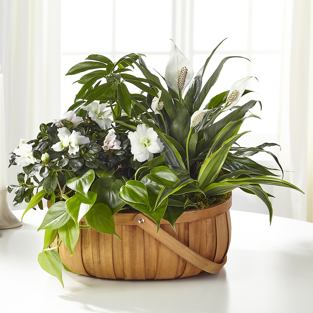 Serene Dishgarden – FLOWERS & FAIRYTALES, Pittsburgh PA