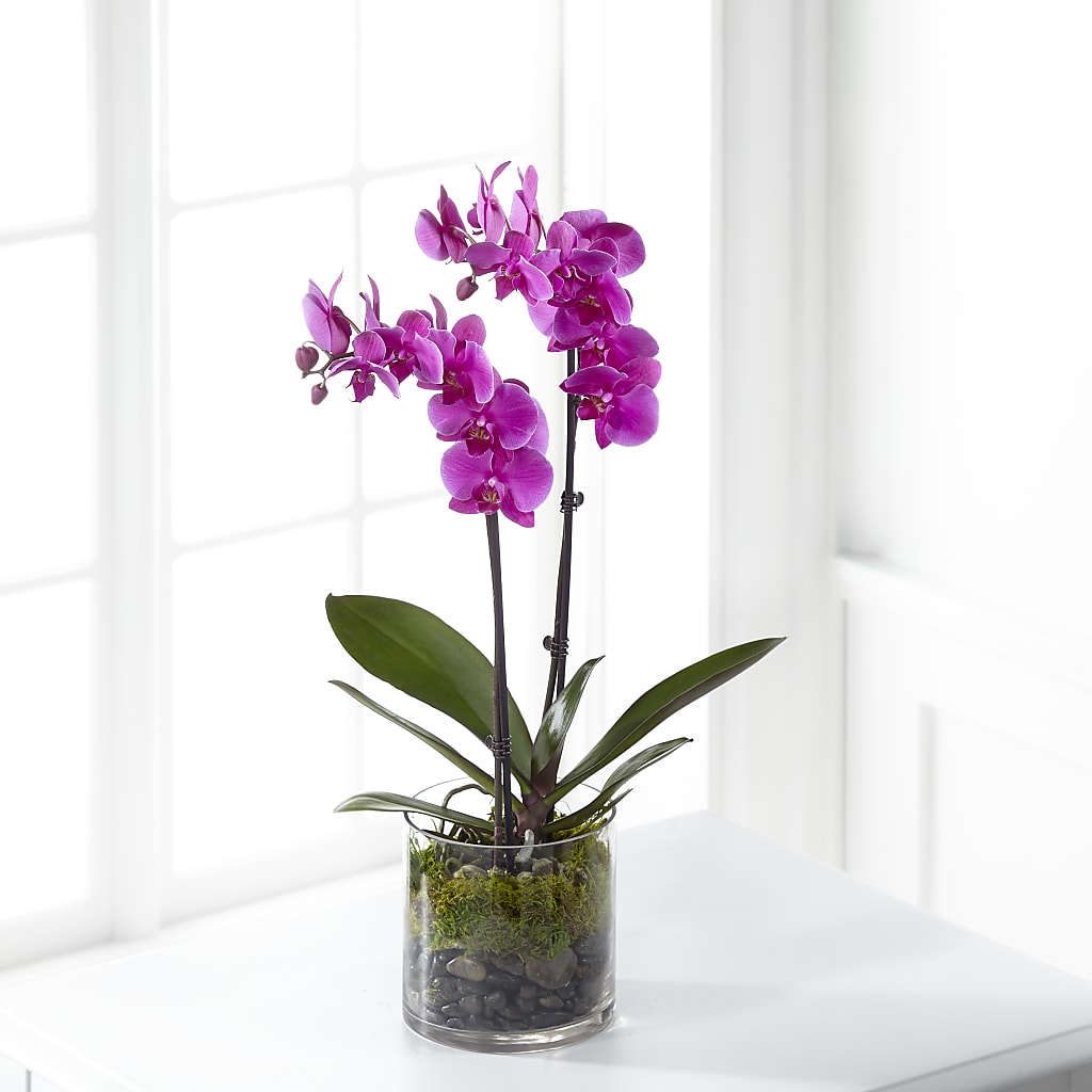 Pink Orchid Plant – FLOWERS & FAIRYTALES, Pittsburgh PA