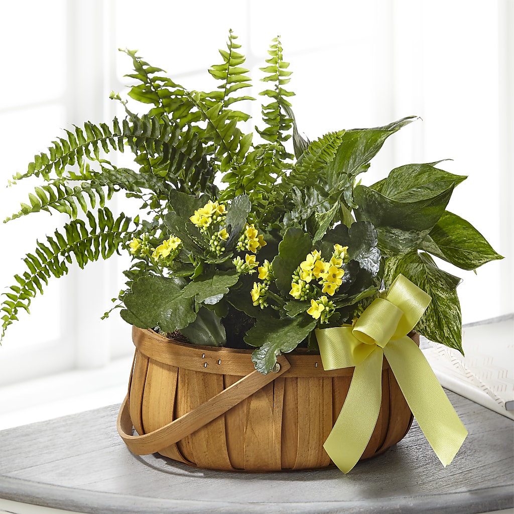 Always Dear Dishgarden – FLOWERS & FAIRYTALES, Pittsburgh PA