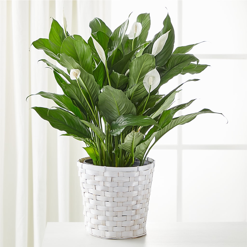 A New Leaf Peace Lily – FLOWERS & FAIRYTALES, Pittsburgh PA