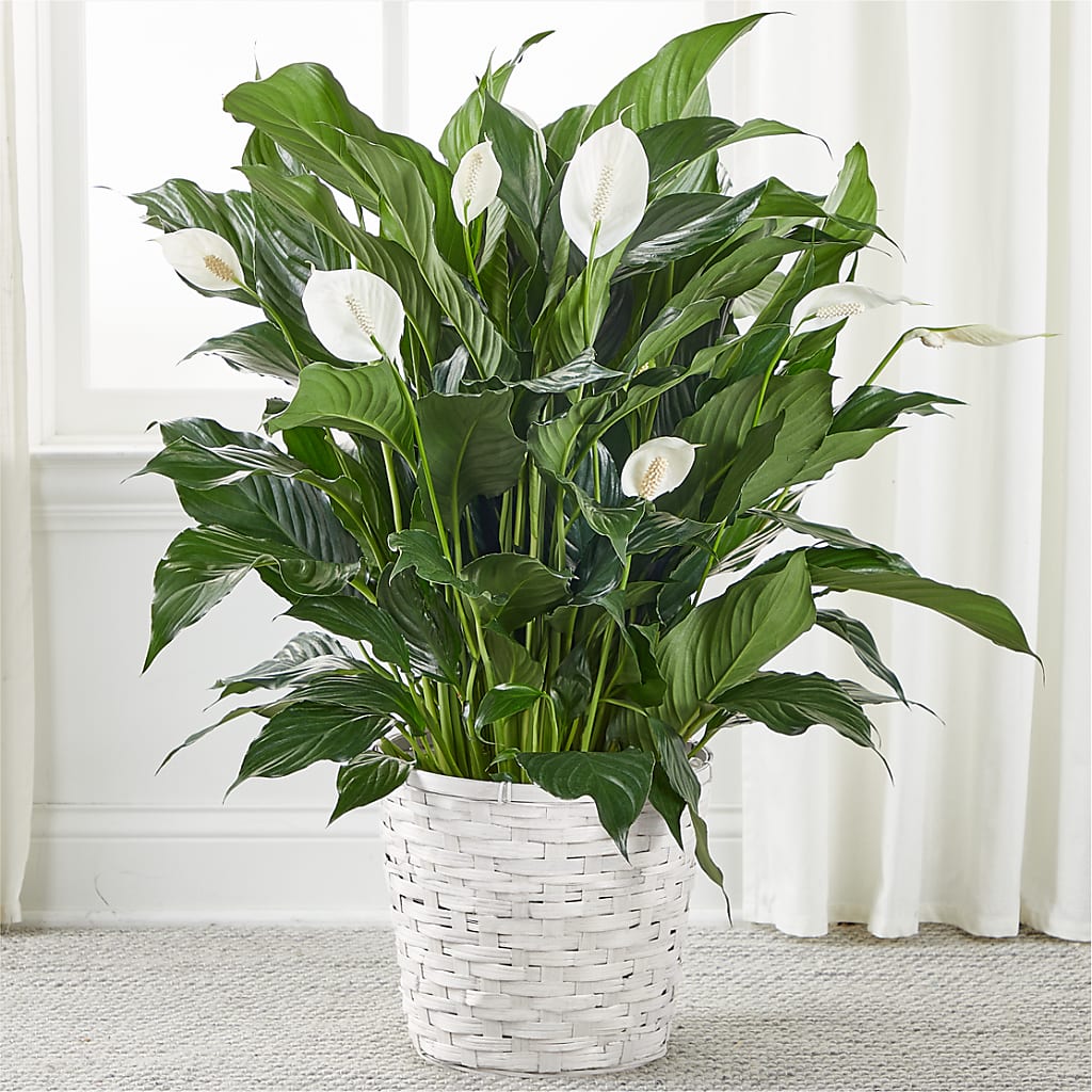 A New Leaf Peace Lily – FLOWERS & FAIRYTALES, Pittsburgh PA