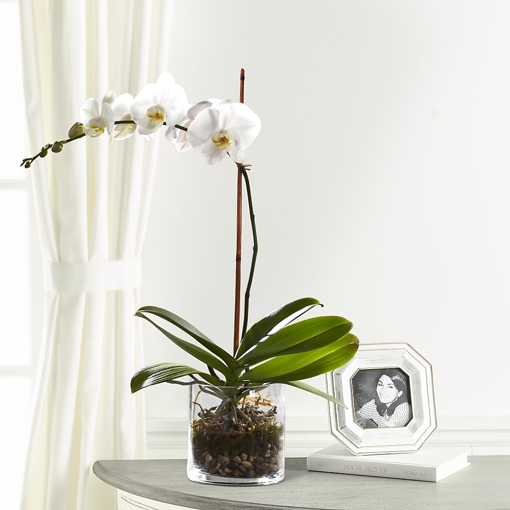 White Orchid Planter – FLOWERS & FAIRYTALES, Pittsburgh PA