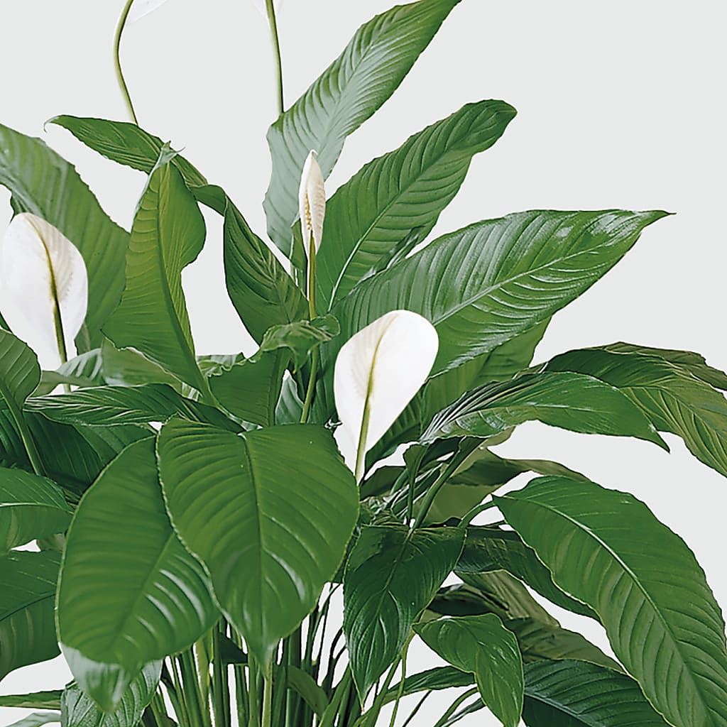 Tranquil Moments Peace Lily Plant – FLOWERS & FAIRYTALES, Pittsburgh PA