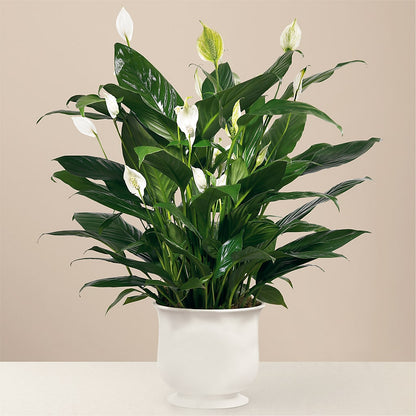 Comfort Planter – FLOWERS & FAIRYTALES, Pittsburgh PA