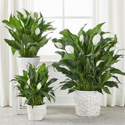 A New Leaf Peace Lily – FLOWERS & FAIRYTALES, Pittsburgh PA