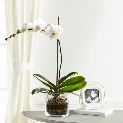 White Orchid Planter – FLOWERS & FAIRYTALES, Pittsburgh PA