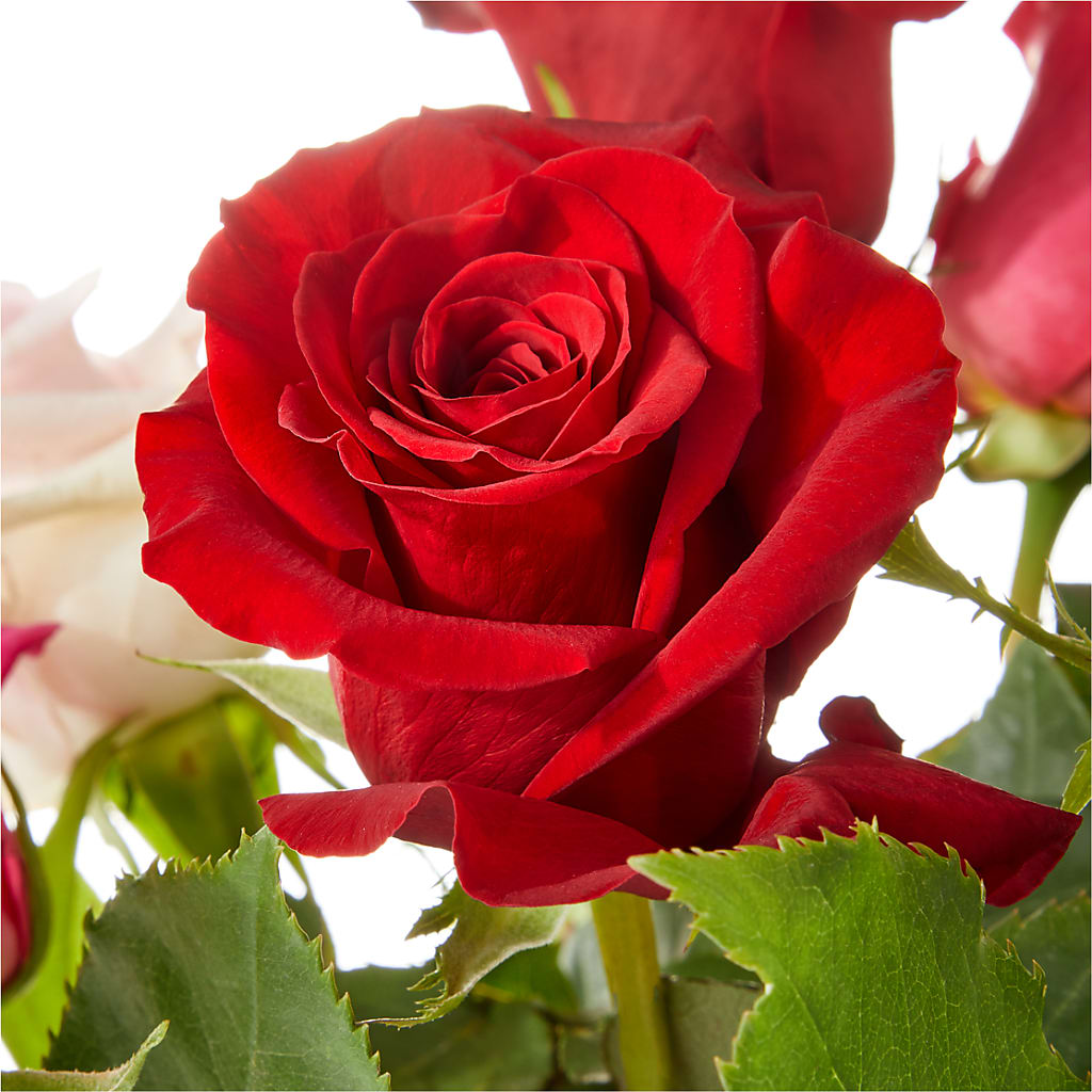 Love Notes Rose Bouquet – FLOWERS & FAIRYTALES, Pittsburgh PA